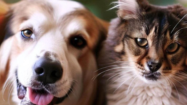 Practices for Pet Owners